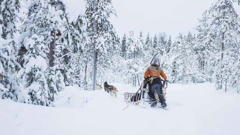 Rovaniemi: Husky & Reindeer Experience with Snowmobile Ride - Key points before you book