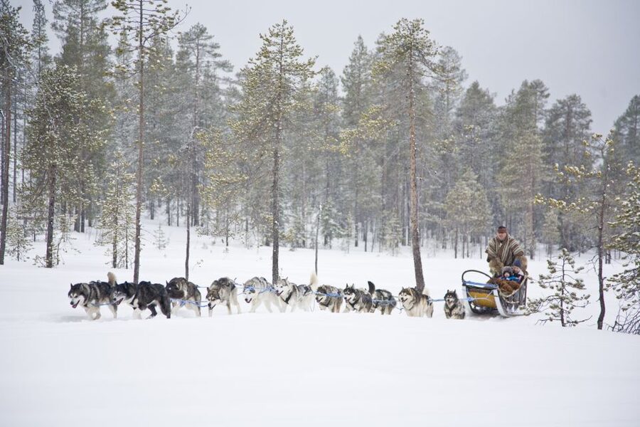 Rovaniemi: Husky & Reindeer Experience with Snowmobile Ride - What $225 buys you in real value