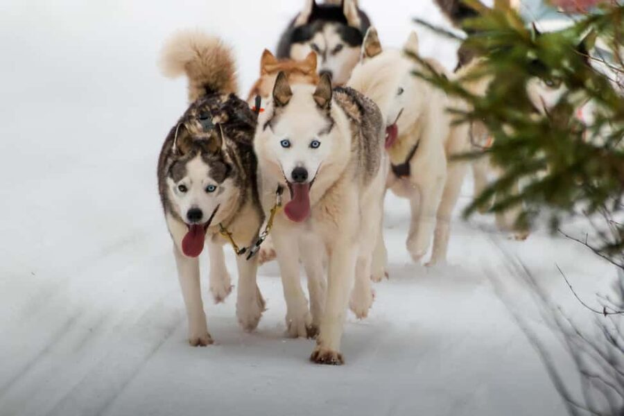 Rovaniemi: Husky Safari & Campfire BBQ – 6‑10 km Self‑Drive - Key points before you book