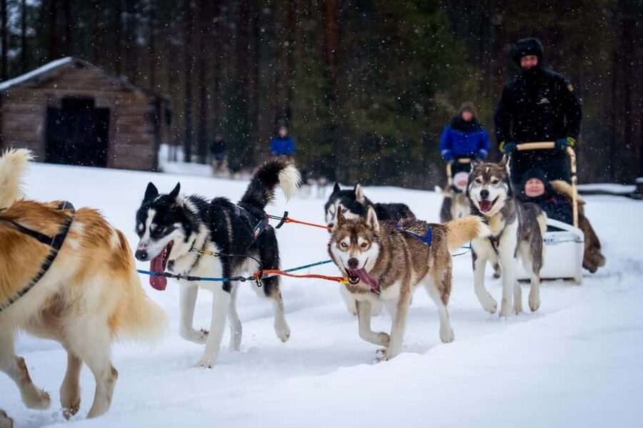 Rovaniemi: Husky Safari & Campfire BBQ – 6‑10 km Self‑Drive - Meeting the huskies before the run