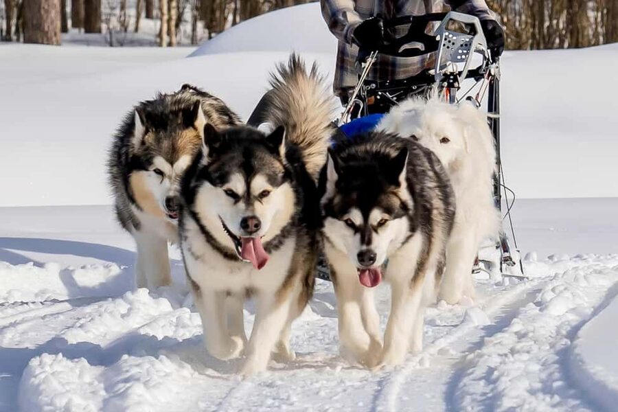 Rovaniemi: Husky Safari & Campfire BBQ – 6‑10 km Self‑Drive - Learning to drive a husky sled