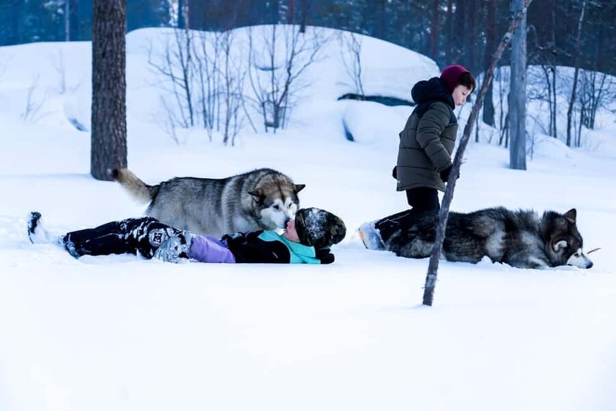 Rovaniemi: Husky Safari & Campfire BBQ – 6‑10 km Self‑Drive - Winter clothing and what you need to bring