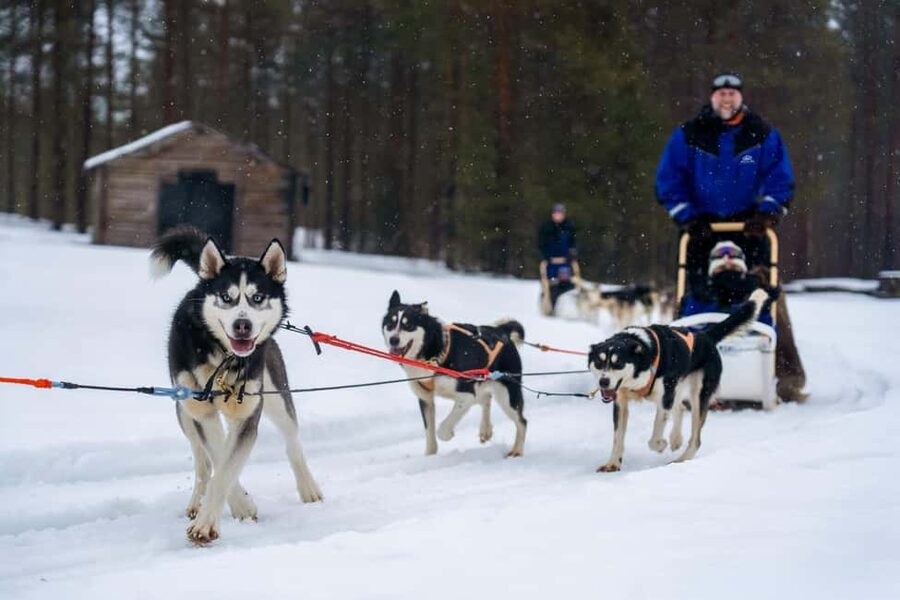 Rovaniemi: Husky Safari & Campfire BBQ – 6‑10 km Self‑Drive - Who will enjoy this most