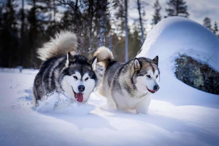 Rovaniemi: Husky Safari & Campfire BBQ – 6‑10 km Self‑Drive - Is $294 per person good value?