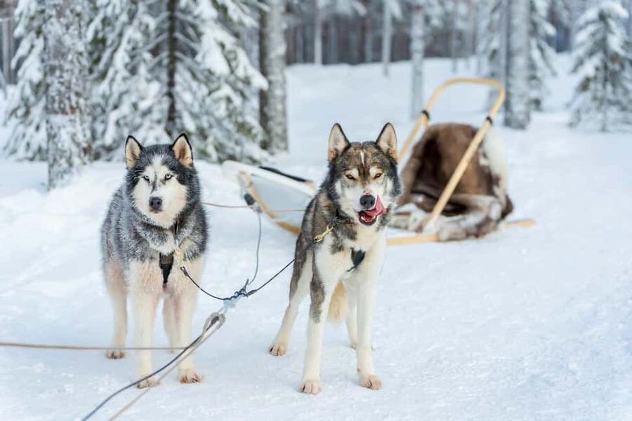 Rovaniemi: Husky Safari & Campfire BBQ – 6‑10 km Self‑Drive - A secluded farm with a personal Lapland connection