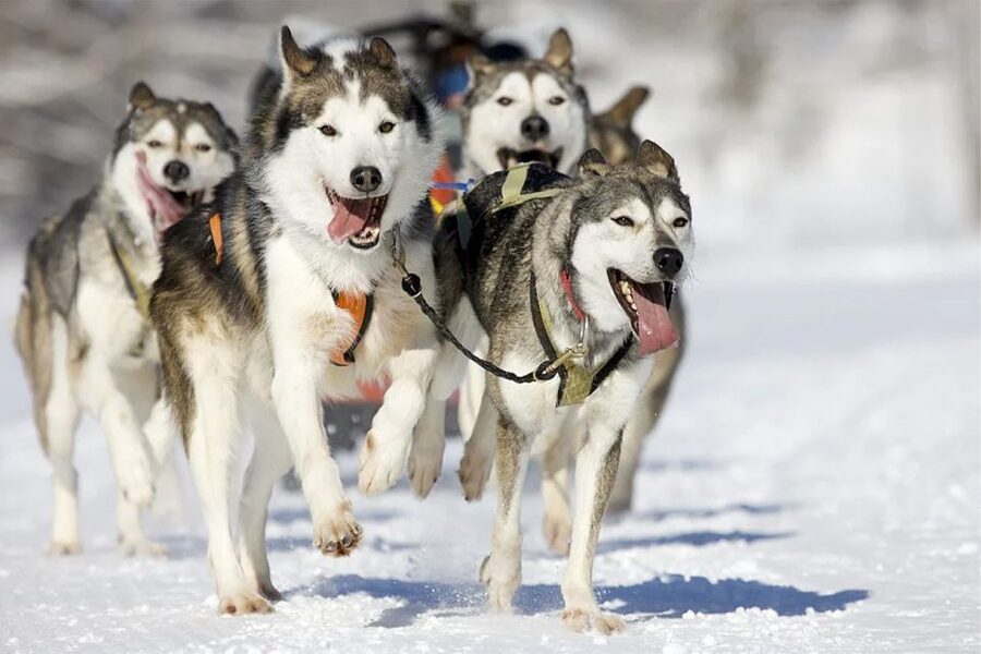Rovaniemi: Husky Safari on a Snowy Trail - Reaching the husky farm from Rovaniemi