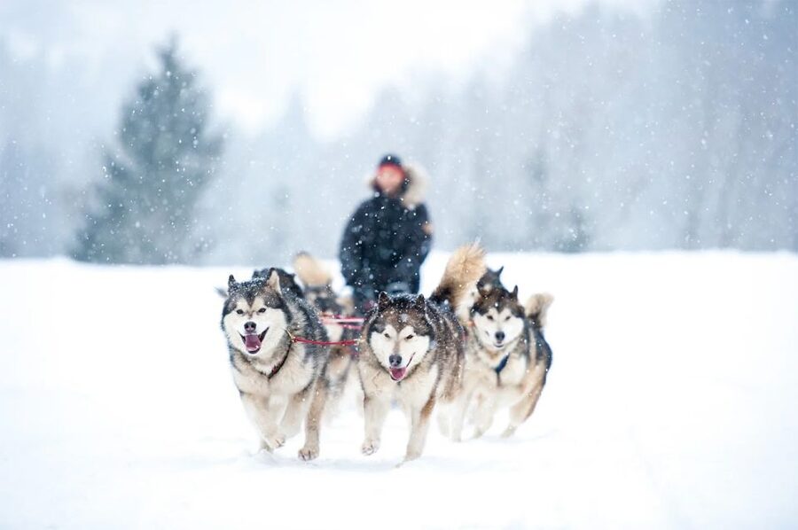 Rovaniemi: Husky Safari on a Snowy Trail - Taking control of a two-person dog sled