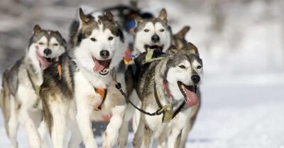 Husky Safari on a Snowy Trail