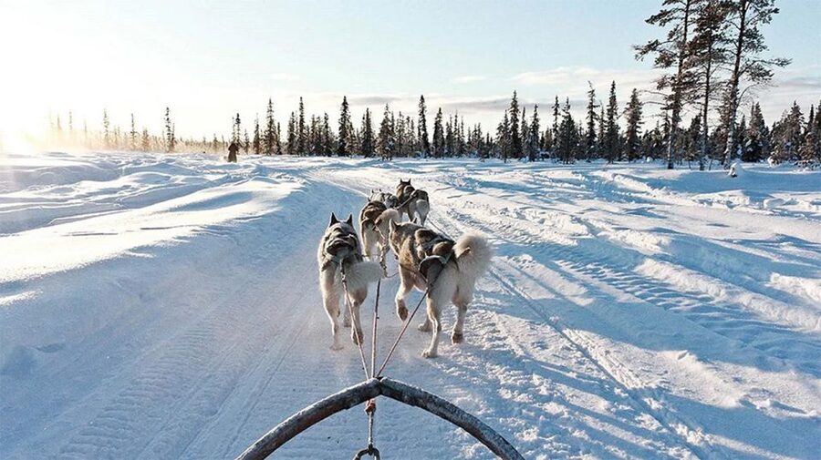 Rovaniemi: Husky Safari on a Snowy Trail - Who will enjoy this husky safari most?
