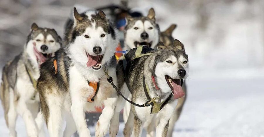 Rovaniemi: Husky Safari on a Snowy Trail - Meeting the huskies and learning how they work