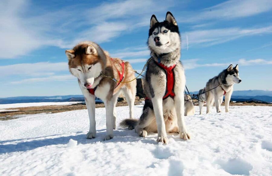 Rovaniemi: Husky Sled Ride and Farm Visit - Key points to know before booking