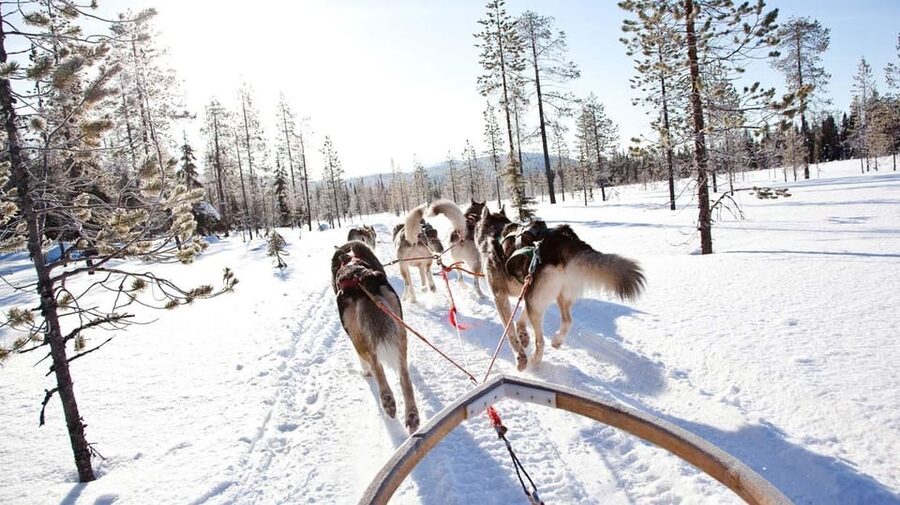 Rovaniemi: Husky Sled Ride and Farm Visit - Practical questions to settle before you go