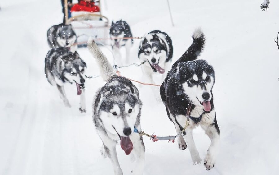 Rovaniemi: Husky Sled Ride and Farm Visit - Who should book this farm visit?