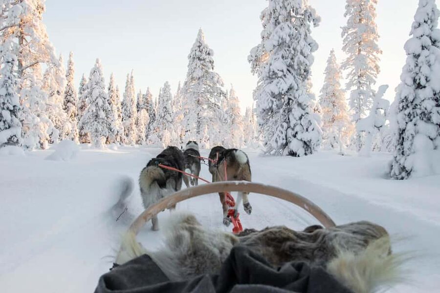 Rovaniemi: Husky Sled Ride and Farm Visit - Meeting the huskies and hearing the safety briefing
