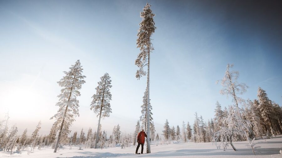 Rovaniemi: Lapland Ski Trekking Safari - Who should book this ski safari?
