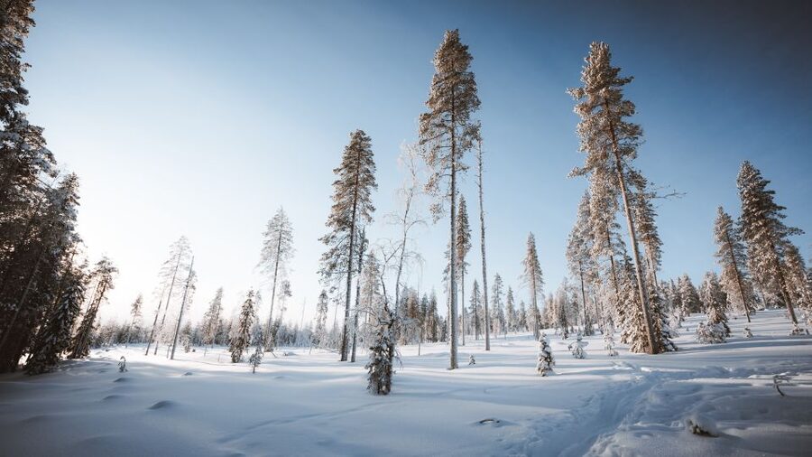 Rovaniemi: Lapland Ski Trekking Safari - Guides make the biggest difference