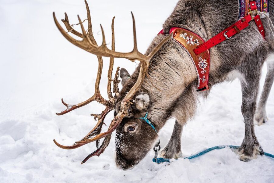 Rovaniemi: Local Reindeer Farm Visit with Sleigh Ride - Key points to know before booking