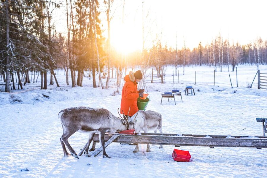 Rovaniemi: Local Reindeer Farm Visit with Sleigh Ride - The 35-minute ride from Rovaniemi