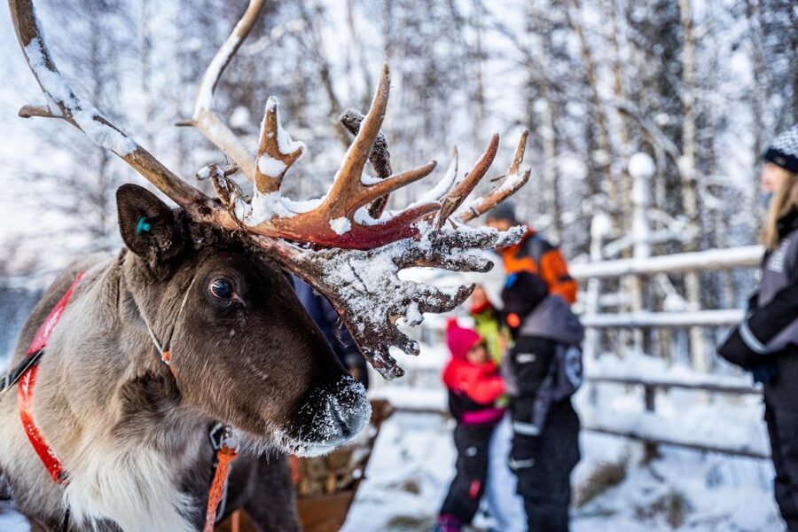 Rovaniemi: Local Reindeer Farm Visit with Sleigh Ride - What the 2-kilometer sleigh ride feels like