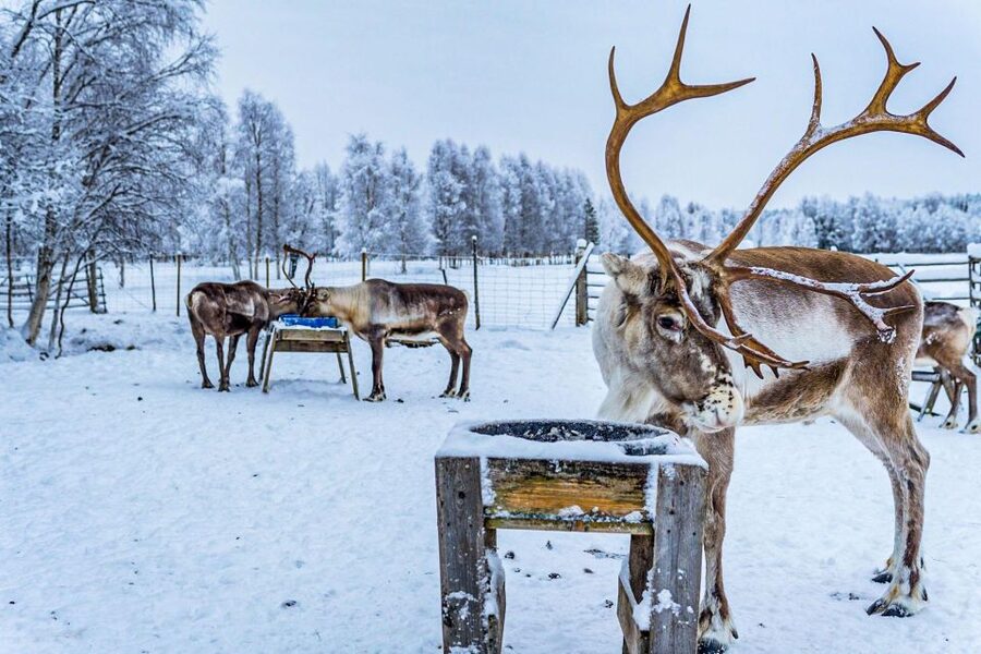 Rovaniemi: Local Reindeer Farm Visit with Sleigh Ride - Who will enjoy this outing most?