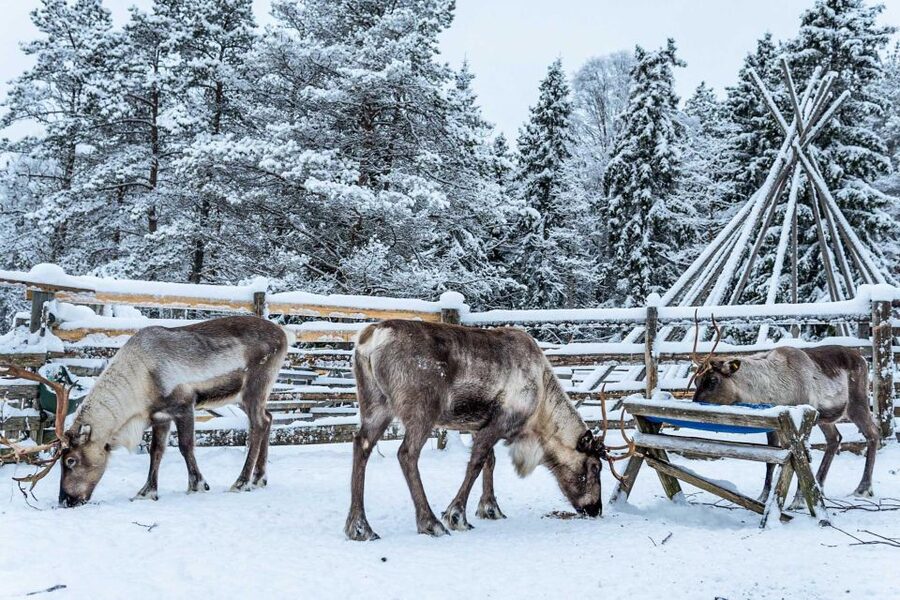 Rovaniemi: Local Reindeer Farm Visit with Sleigh Ride - A quieter farm visit away from the Arctic Circle crowds