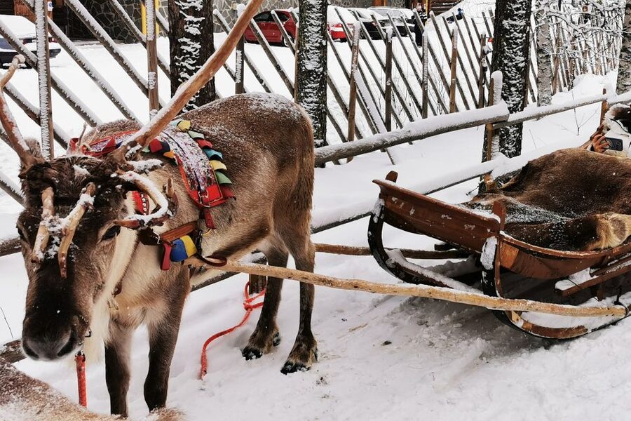 Rovaniemi: Meet Santa Claus, Reindeer Sleigh Ride & Huskies - The 400-meter reindeer sleigh ride