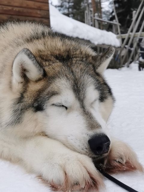 Rovaniemi: Meet Santa Claus, Reindeer Sleigh Ride & Huskies - The 500-meter husky sleigh ride