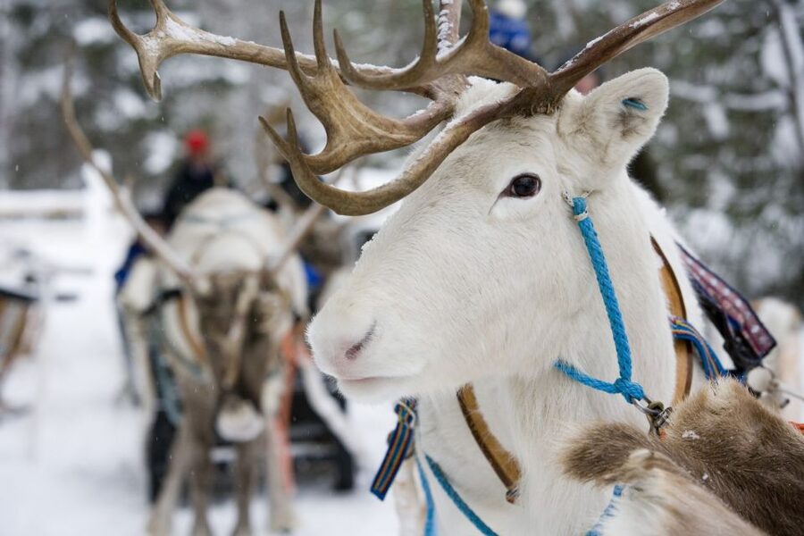 Rovaniemi: Meet Santa Claus, Reindeer Sleigh Ride & Huskies - Why the guide matters more than the certificate