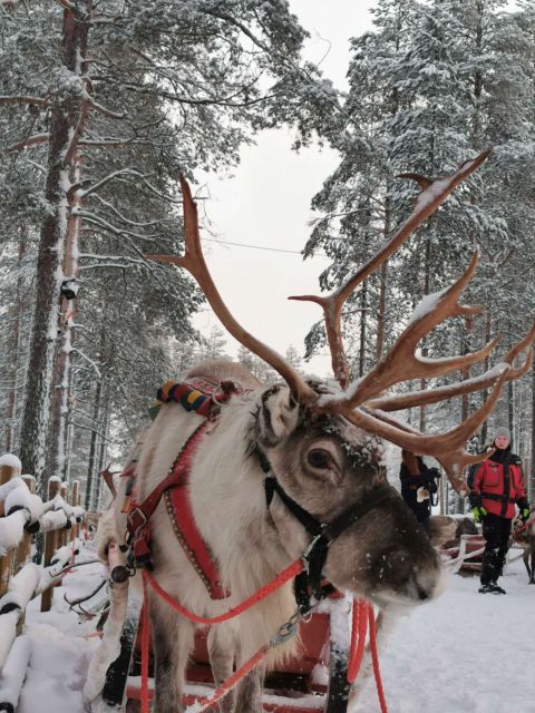 Rovaniemi: Meet Santa Claus, Reindeer Sleigh Ride & Huskies - Who should choose this experience