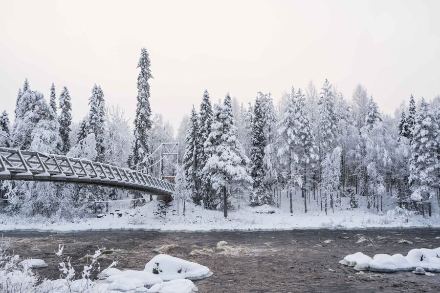Rovaniemi: Nordic Forest Wilderness Adventure - What is included, and what is not
