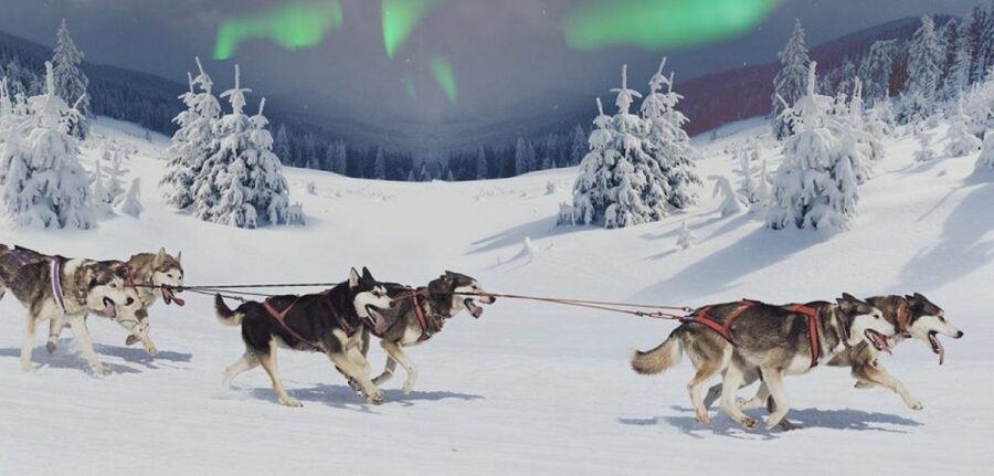 Rovaniemi: Northern Lights and Husky Sleigh Ride - A winter night built around huskies