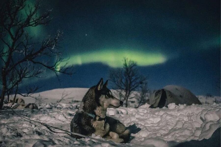 Rovaniemi: Northern Lights and Husky Sleigh Ride - Is $269 a fair price?