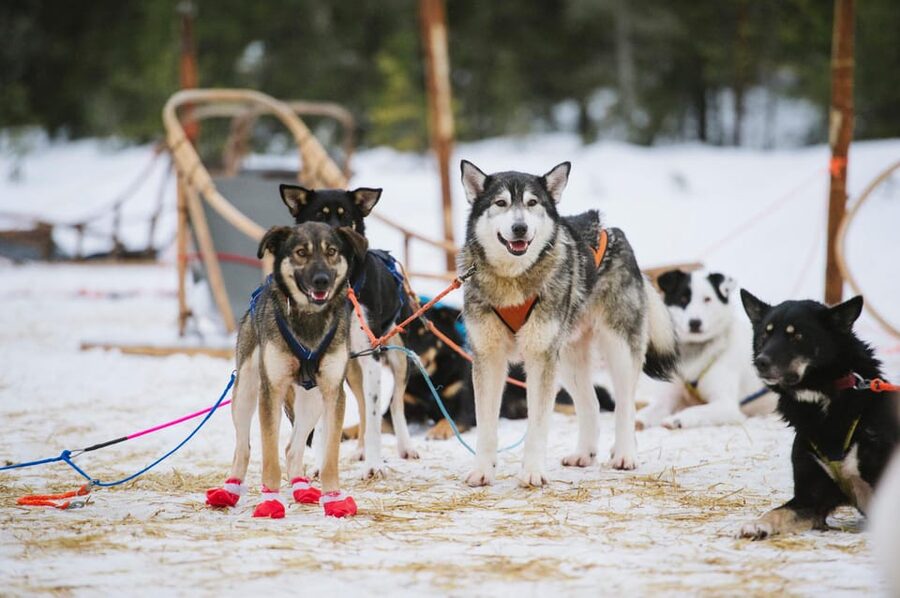 Rovaniemi: One Hour Husky Experience - What this husky outing really offers