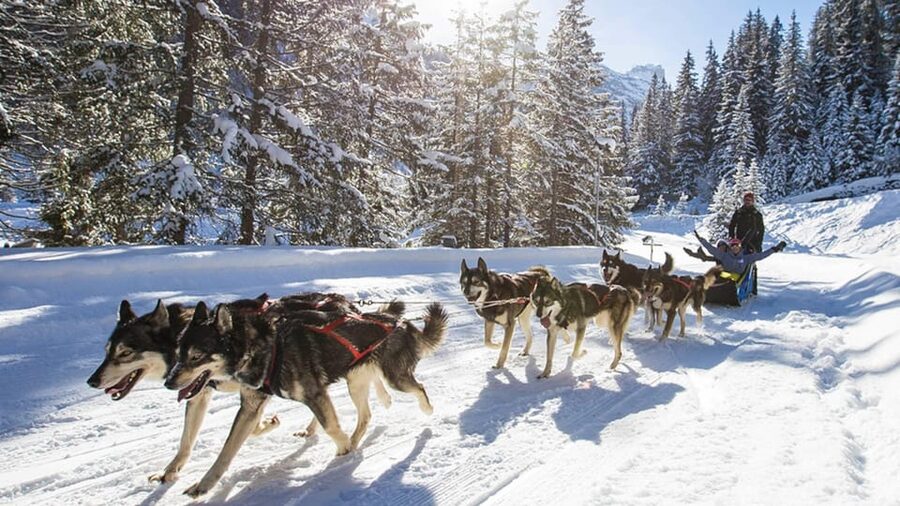 Rovaniemi: One Hour Husky Experience - The price and the question of value
