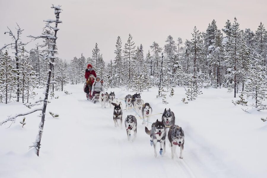 Rovaniemi: One Hour Husky Experience - Who should book this experience
