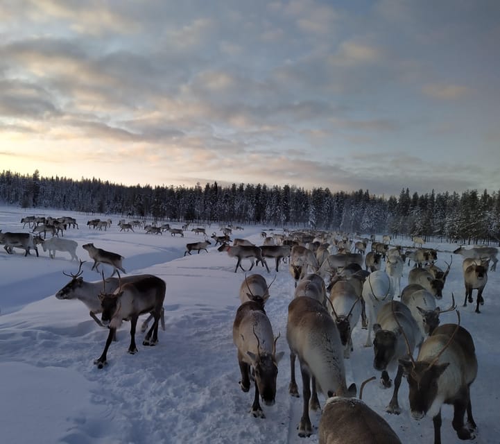 Rovaniemi: Private Reindeer Farm Visit and Walk-Along - Key details before you book