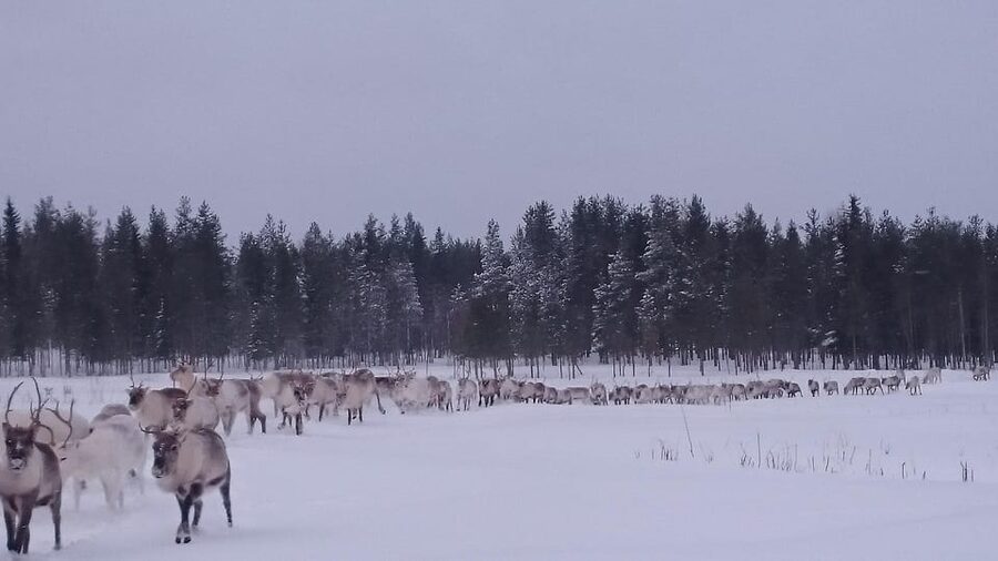 Rovaniemi: Private Reindeer Farm Visit and Walk-Along - Why the private format matters