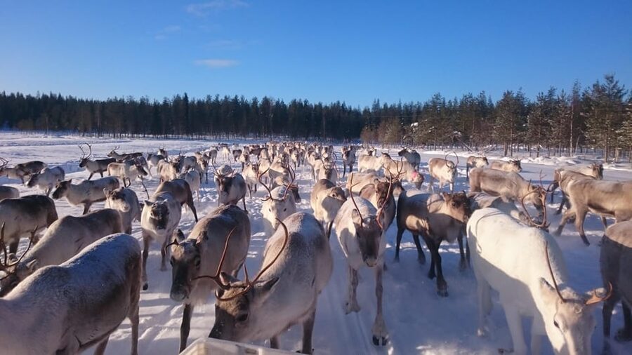 Rovaniemi: Private Reindeer Farm Visit and Walk-Along - The snowmobile sledge ride to the pasture