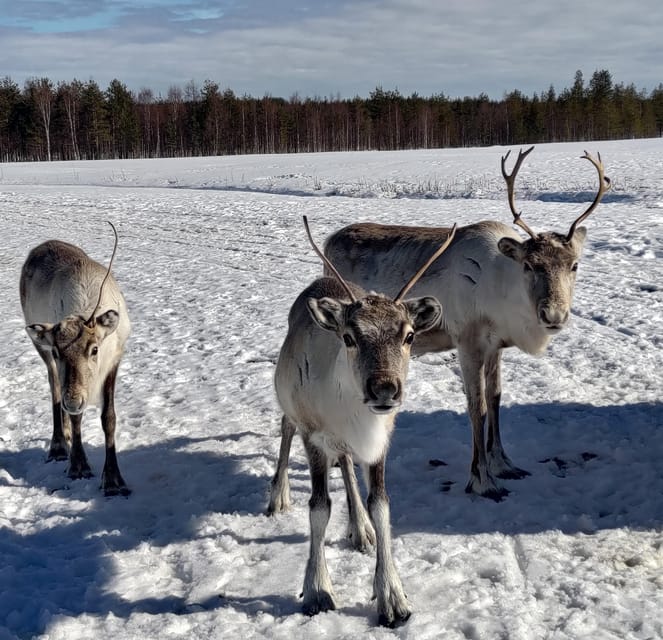 Rovaniemi: Private Reindeer Farm Visit and Walk-Along - Feeding a whole reindeer herd by hand