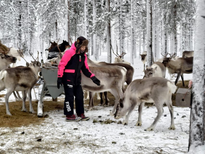 Rovaniemi: Private Reindeer Farm Visit and Walk-Along - Campfire treats inside the kota tent