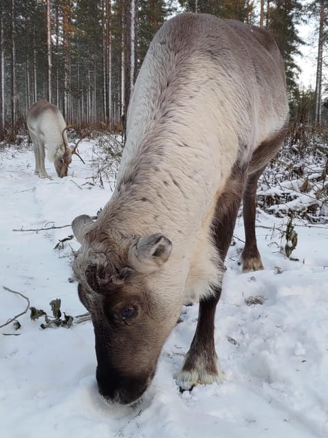 Rovaniemi: Private Reindeer Farm Visit and Walk-Along - How the $165 price holds up