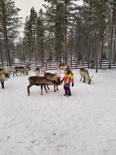 Rovaniemi: Private Reindeer Farm Visit and Walk-Along - Getting there from Rovaniemi