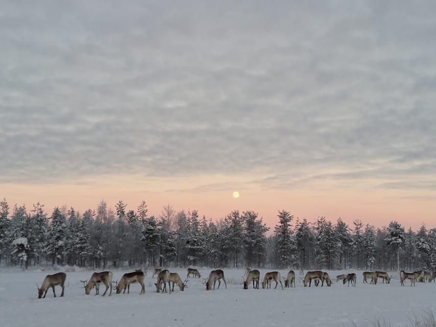 Rovaniemi: Private Reindeer Farm Visit and Walk-Along - Meeting Janne, Dorothee, and the Lapponian dogs