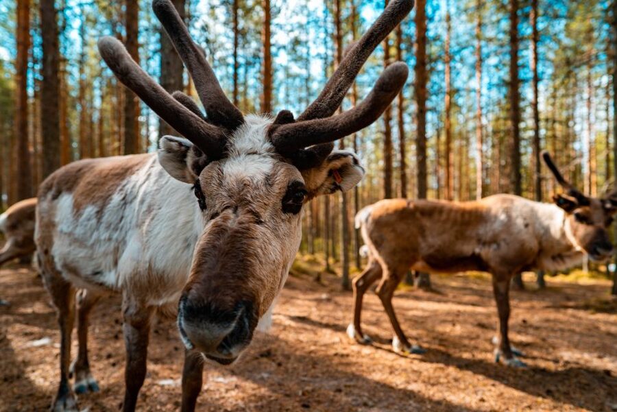Rovaniemi: Quad Bike Safari, Reindeer & Husky Farm Visit - Why this half-day tour works well in Rovaniemi