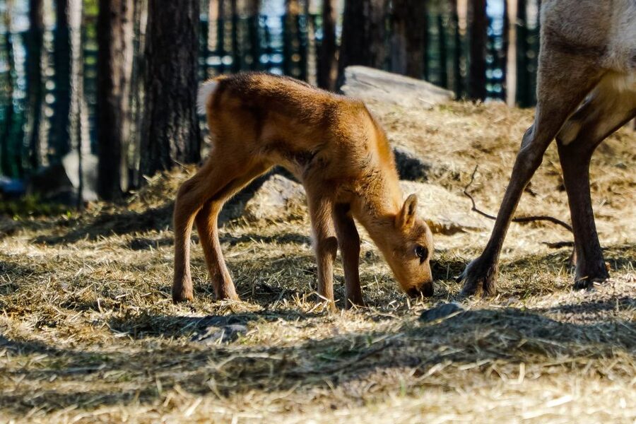 Rovaniemi: Quad Bike Safari, Reindeer & Husky Farm Visit - Practical planning for the day