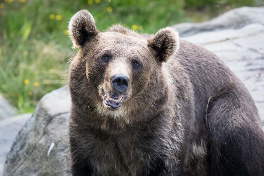 Rovaniemi: Ranua Wildlife Park Private Day Trip - Key points to know before you book