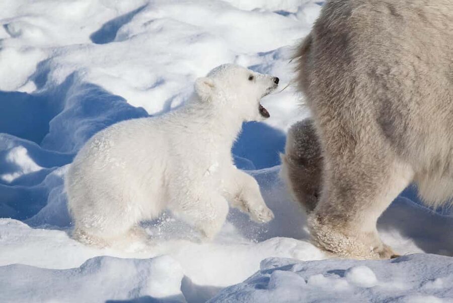 Rovaniemi: Ranua Wildlife Park Private Day Trip - Why Ranua makes a useful day trip from Rovaniemi