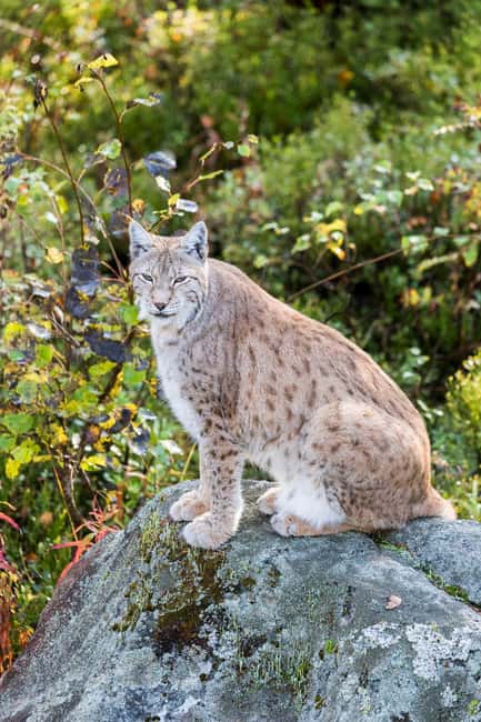 Rovaniemi: Ranua Wildlife Park Private Day Trip - One hour through Lapland’s northern scenery