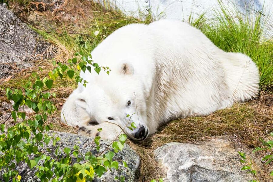 Rovaniemi: Ranua Wildlife Park Private Day Trip - The polar bears are the headline, but not the whole show