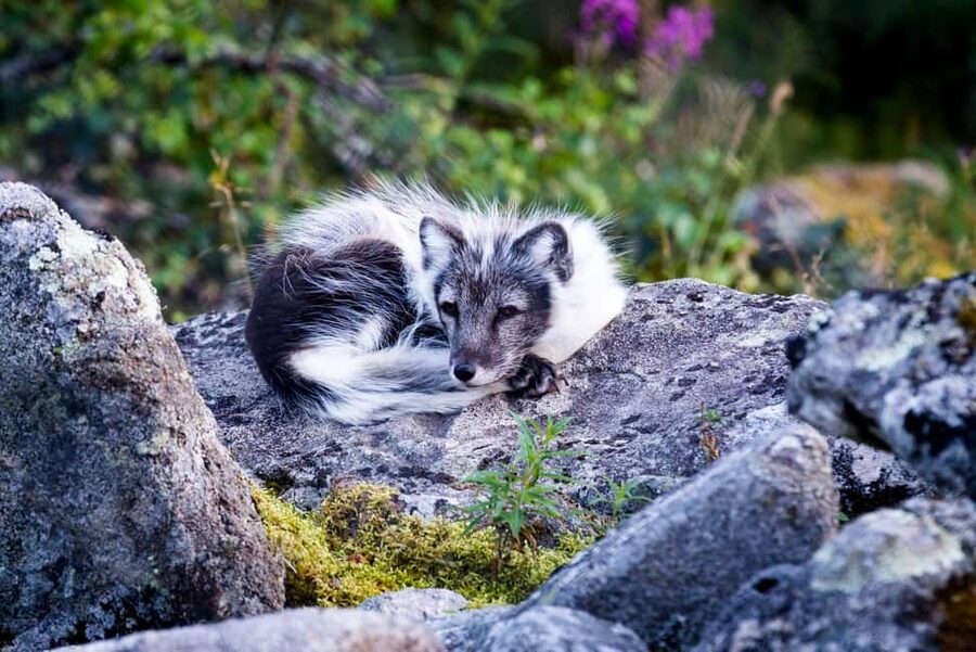 Rovaniemi: Ranua Wildlife Park Private Day Trip - How much value does the $146 price offer?